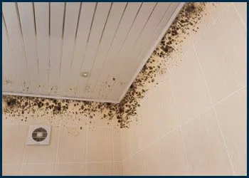 Miami Water Damages Miami, FL 786-319-9585 - city-page-mold